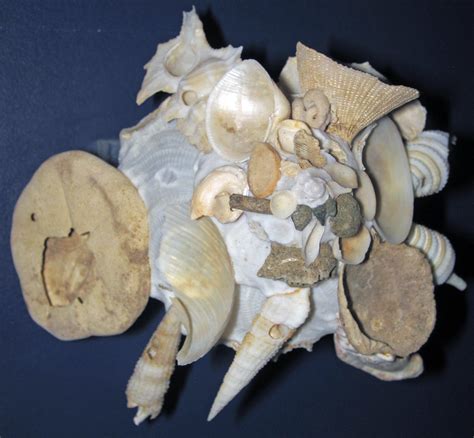   Xenophora: Discover the Shell Collector That Makes You Question Everything About Shells!