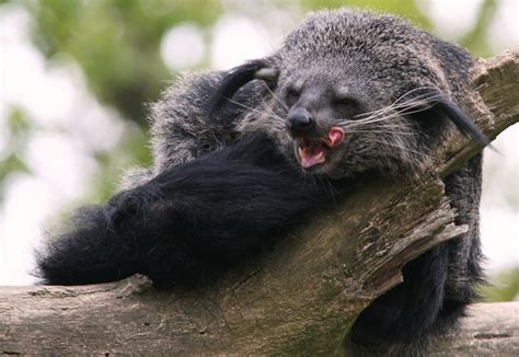  Binturong A Deliciously Stinky Carnivore With an Adorable Face