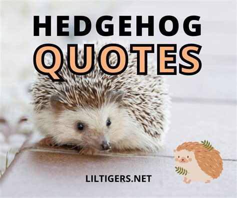  Hedgehog: Can These Prickly Balls Conquer Your Heart with Their Adorable Snorts?