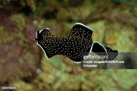  Kungia!  A Free-Swimming Flatworm Thriving In The Depths