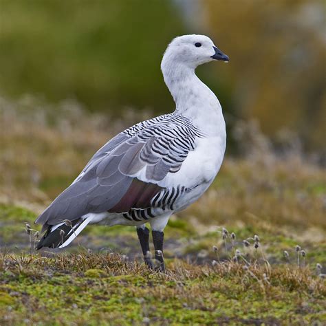  Upland Goose: A Masterful Flyer With an Appetite for Grasses!