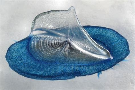  Velella velella: This Gelatinous Wonder Combines Tentacles of Terror with Oceanic Grace!