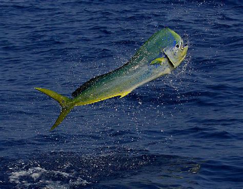 Dolphinfish: A Dazzling Spectacle With Iridescent Scales and Remarkable Speed!