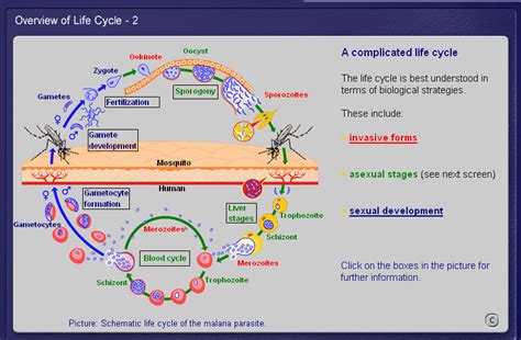 Falciparum Malaria Parasite: Can Tiny Organisms With Complex Life Cycles Really Be Such Formidable Foes?