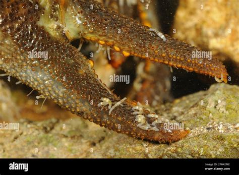 White-Clawed Millipede: This Exquisitely Armored Arthropod Embraces Decomposition with Enthusiasm!